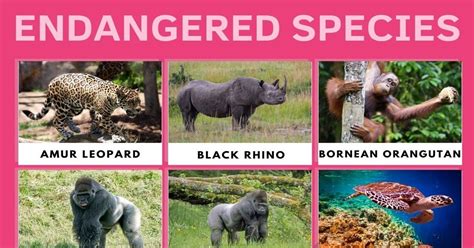 A World Of Endangered Animals 2025 𝚆𝚊𝚝𝚌𝚑 Online Without Ads